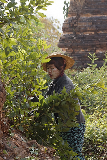 Inlé-Paya Shwe Inthein-128